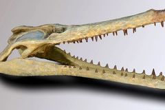 V Brazílii našli kosti krokodýla, jenž přežil dinosaury