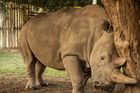 Češi pomáhají na svět nosorožcům "ze zkumavky". Embrya už máme připravená, říká Rabas
