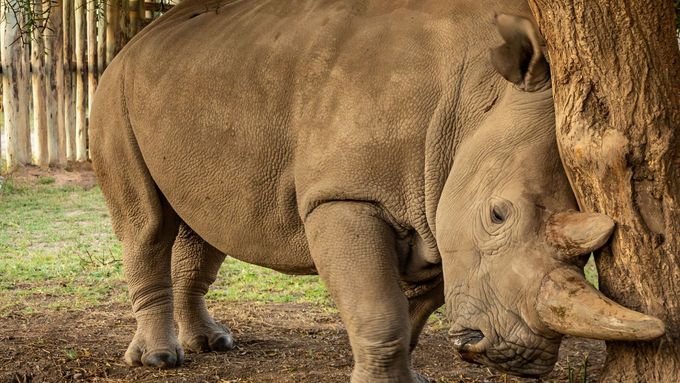 Nájin, samice nosorožce severního bílého, žije v keňské rezervaci Ol Pejeta. Patří Zoo Dvůr Králové.