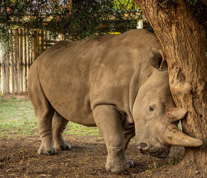 Nájin, samice nosorožce severního bílého, žije v keňské rezervaci Ol Pejeta. Patří Zoo Dvůr Králové.