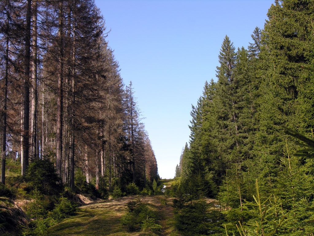 Šumavské lesy