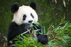 Pandy velké přilákají do Zoo Praha velký počet návštěvníků. Na jejich chov jsou ale kladeny velké nároky.