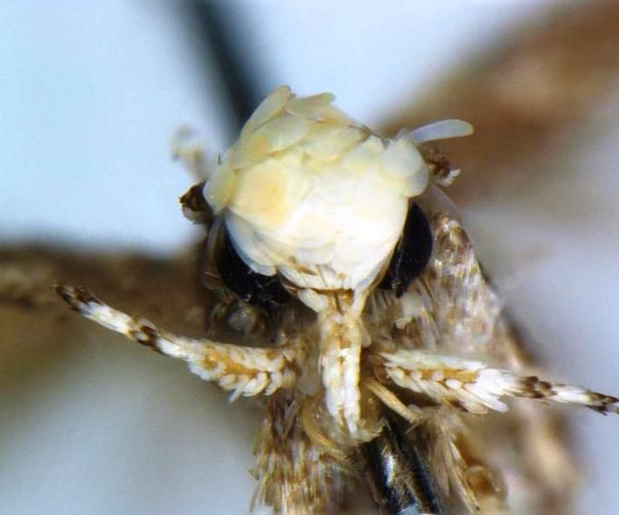 Můra Neopalpa donaldtrumpi