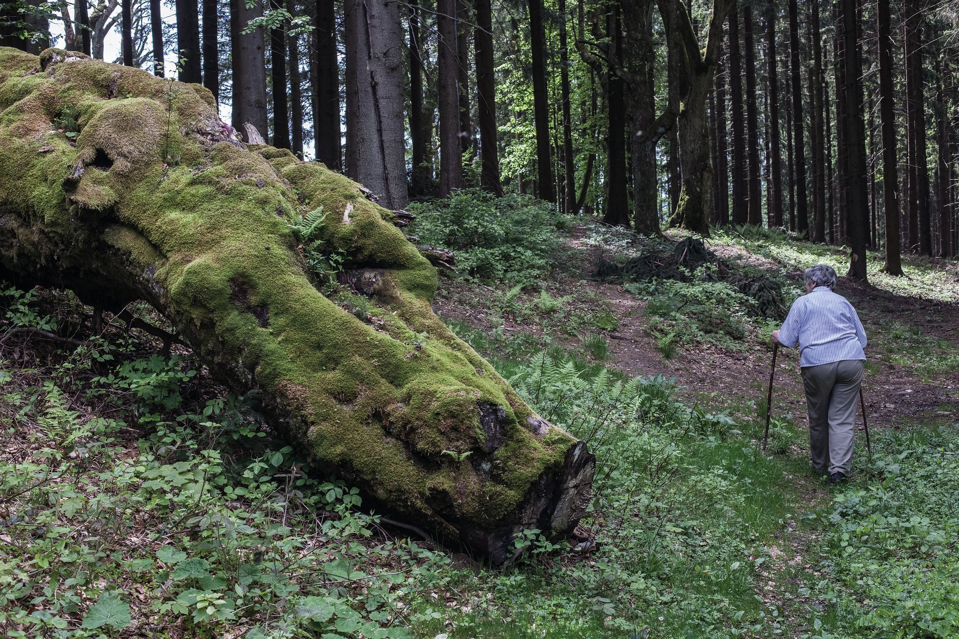 Aleš Palán, Samotáři 2