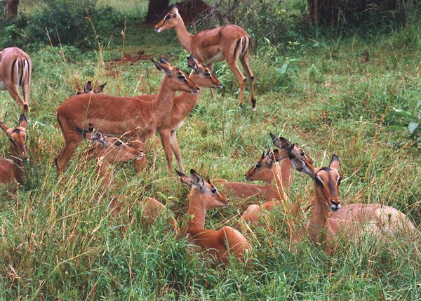 Impala