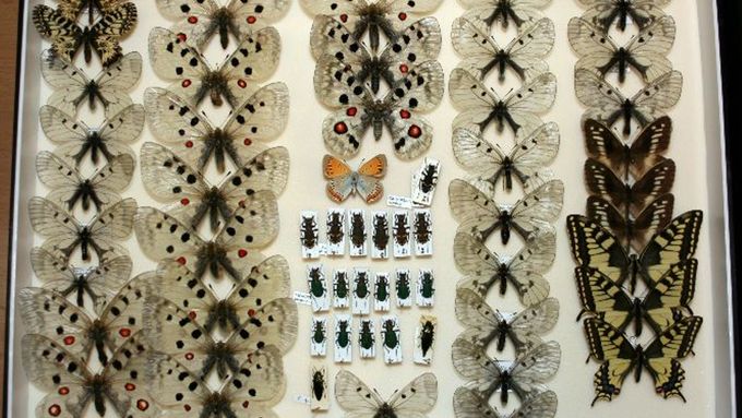 Sbírky chráněných druhů motýlů a brouků.