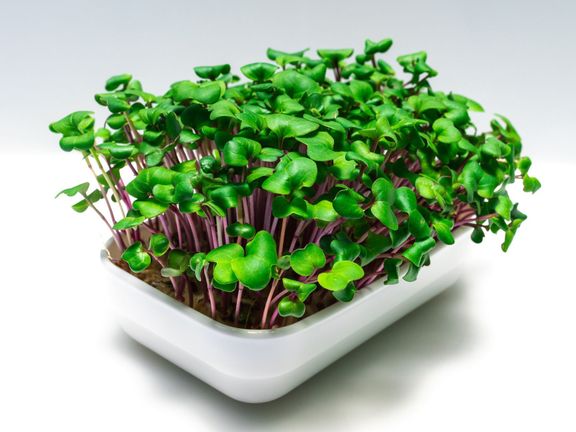 "Výhodou microgreens je to, že můžete vypěstovat téměř cokoli, záleží, co vám chutná," dodává Lamplot.