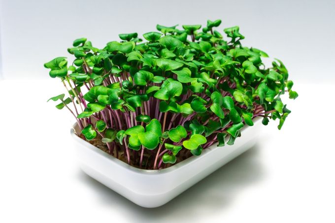 "Výhodou microgreens je to, že můžete vypěstovat téměř cokoli, záleží, co vám chutná," dodává Lamplot.