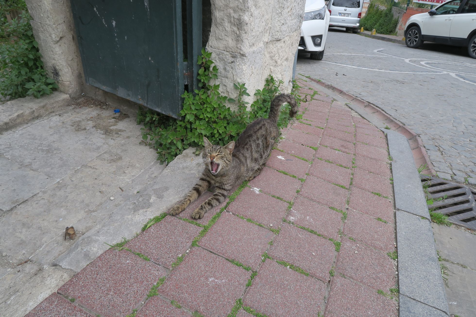 Turecko Istanbul psi kočky