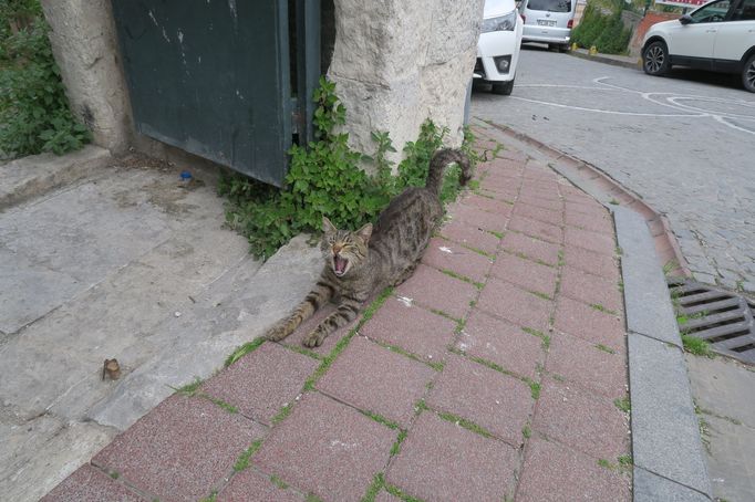 Psi a kočky v ulicích Istanbulu.