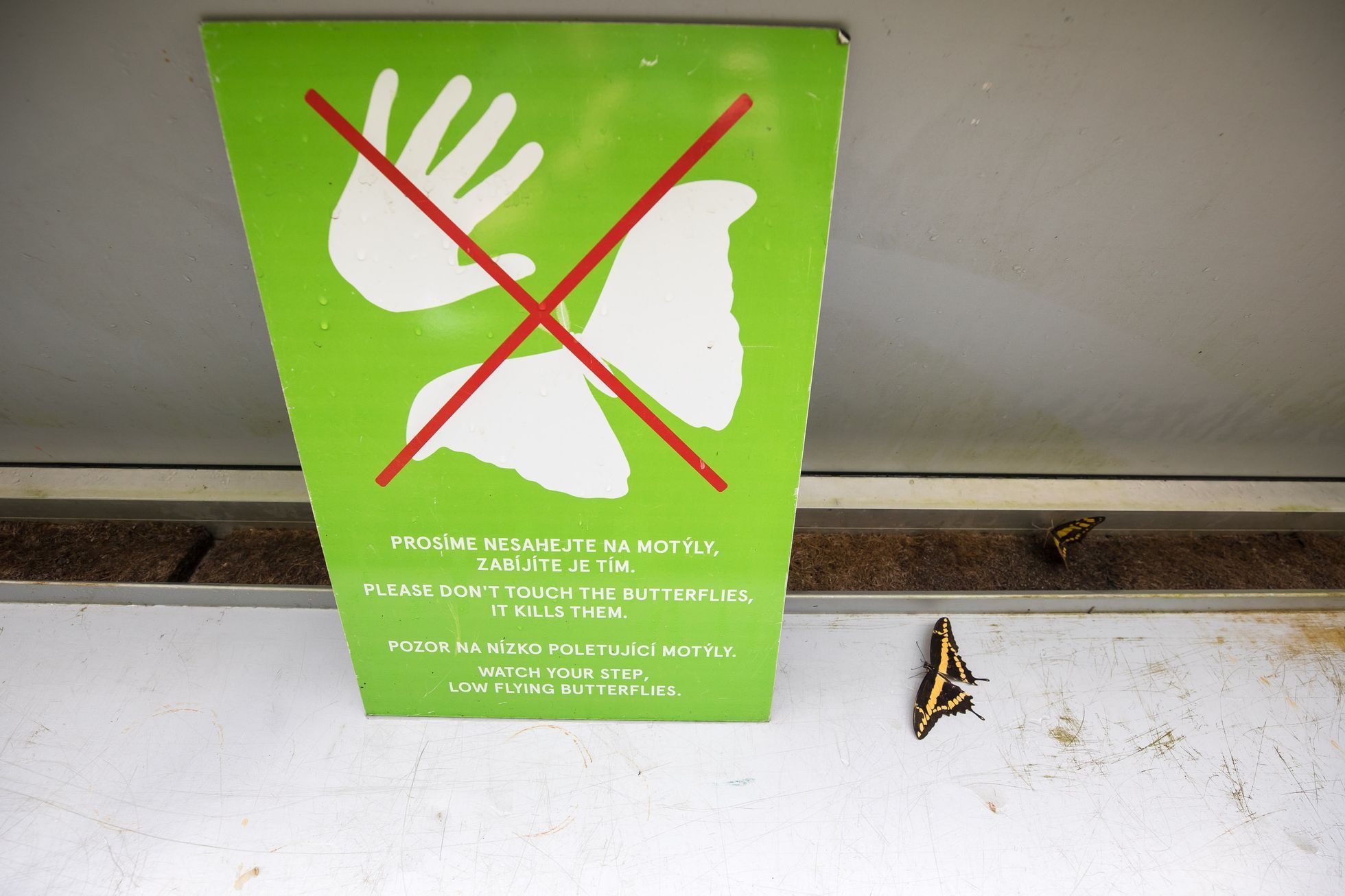 Botanická zahrada zahájila výstavu Motýli, skleník Fata Morgana