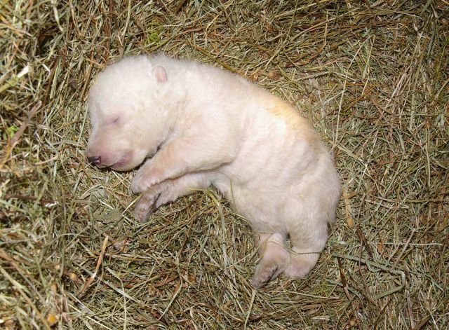 Lední medvídě, jemuž matka v norimberské zoo sežrala sourozence