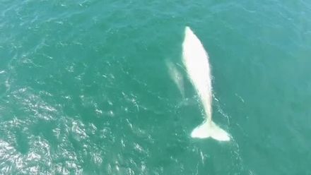 Vzácnou bílou velrybu s mládětem spatřili u tichomořského pobřeží Mexika