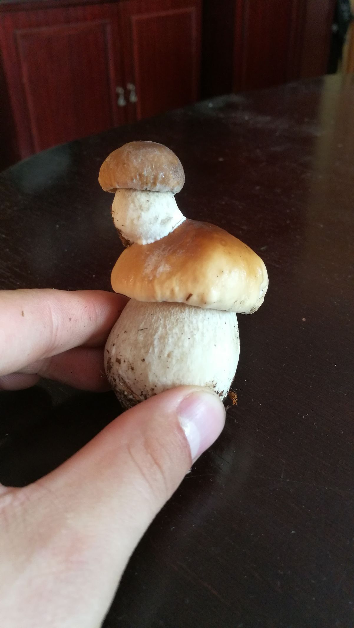 Houbařská fotosoutěž 2018