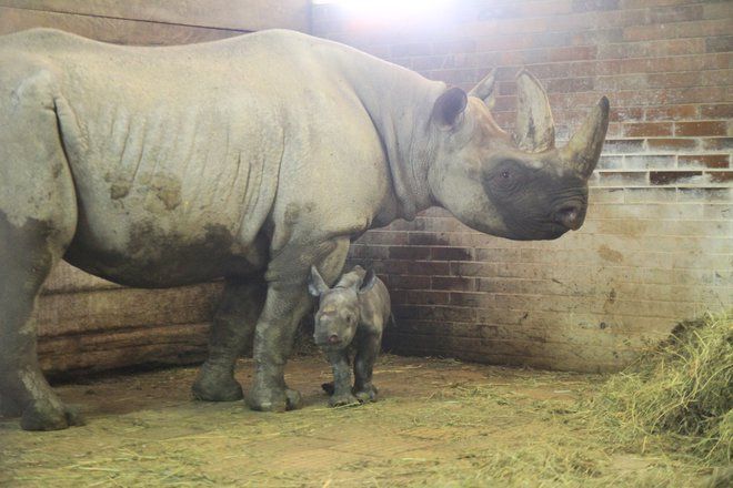 V ZOO ve Dvoře Králové se narodila samička nosorožce