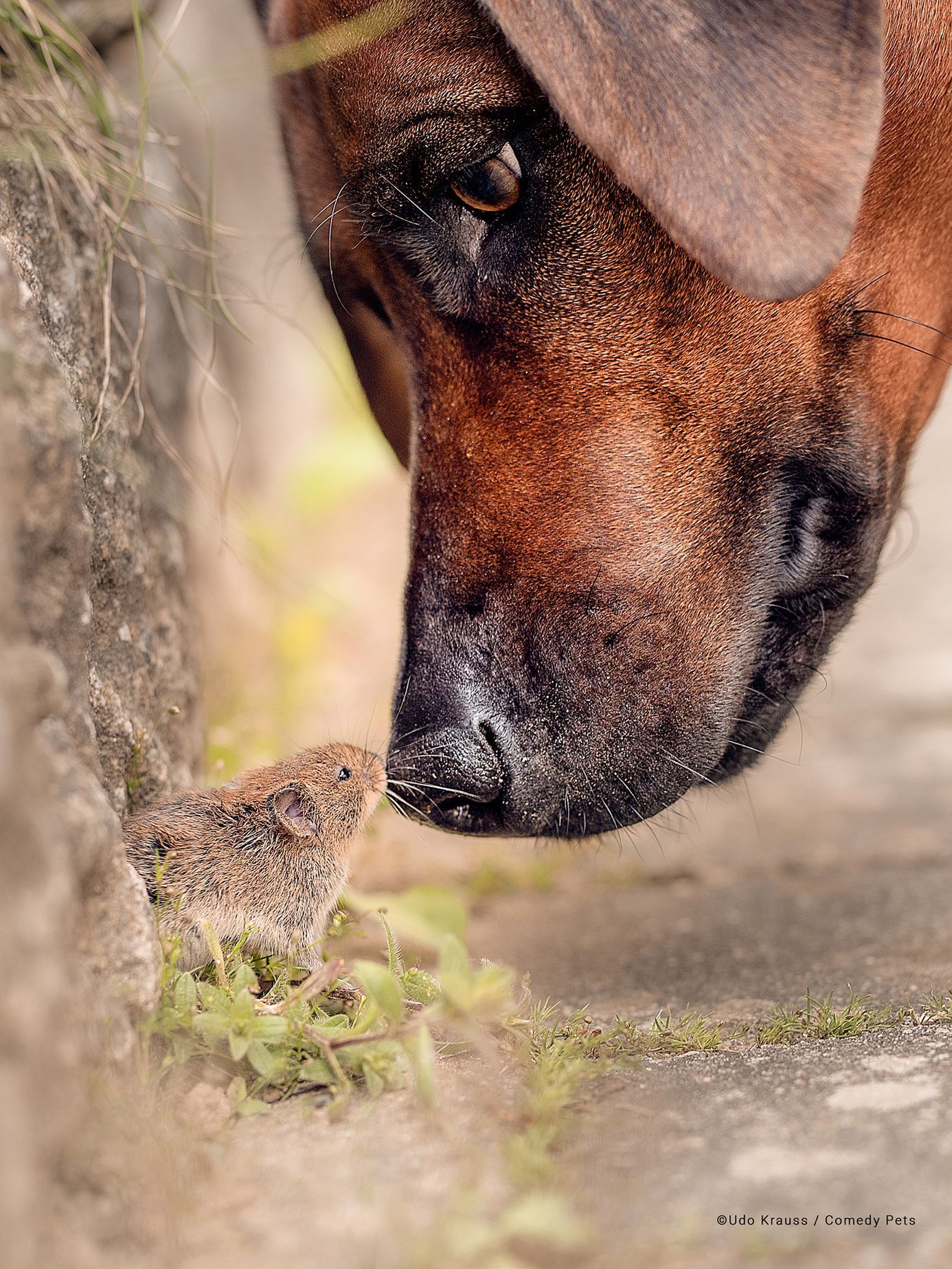 Comedy Pet Photography Awards 2023 - finalisté fotosoutěže