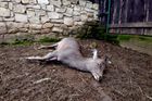 V Kunratickém lese uhynul srnec, kterého lidé krmili pečivem. Vánoce nepřežily ani laň a koza