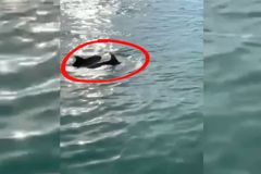 Do centra italských Benátek doplul pár delfínů. Tentokrát se nejedná o fake news