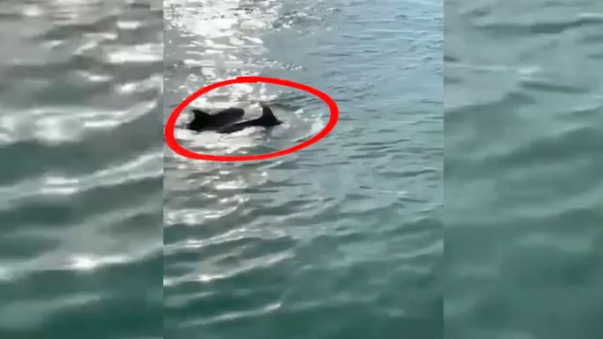 Do centra italských Benátek doplul párek delfínů. Tentokrát se nejedná o fake news