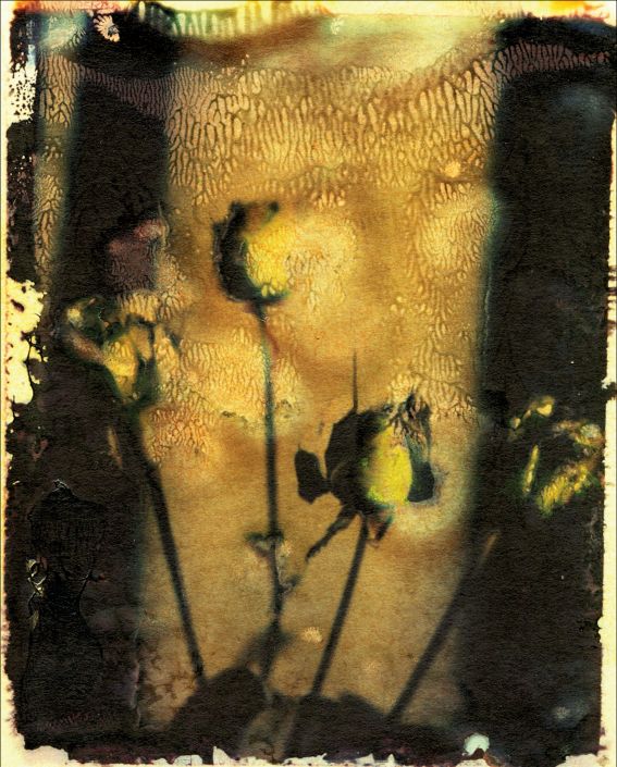 Růže, New York 1988. | Foto: Repro z knihy Robert Vano (Universum)