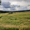 Šumava, Hamerský potok, Vydra