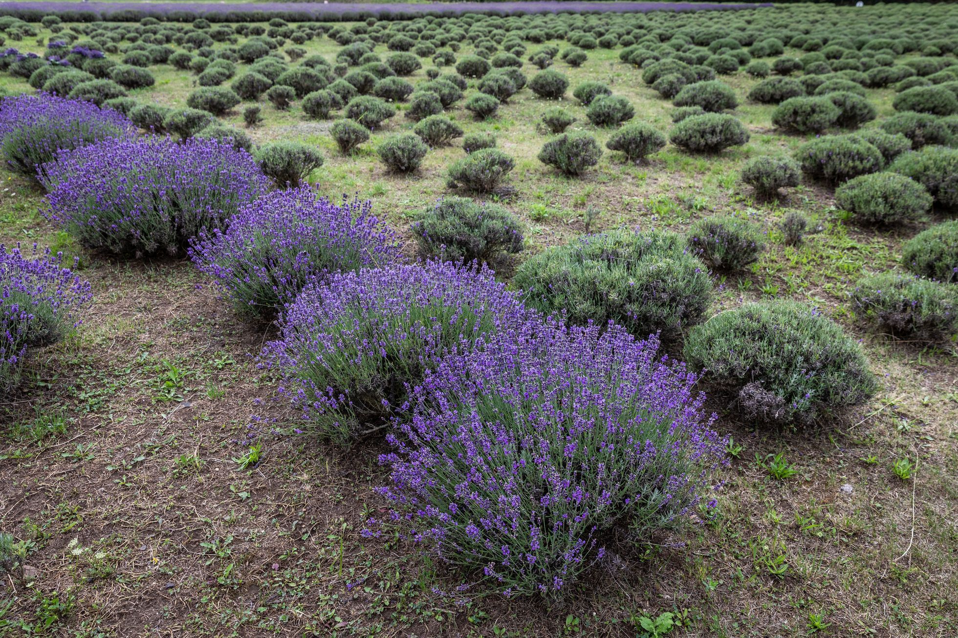 Levandulové údolí, údolí, levandule, Helena Neummanová, Chodouň