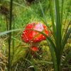 NEPOUŽÍVAT !!! Fotosoutěž houby 2017