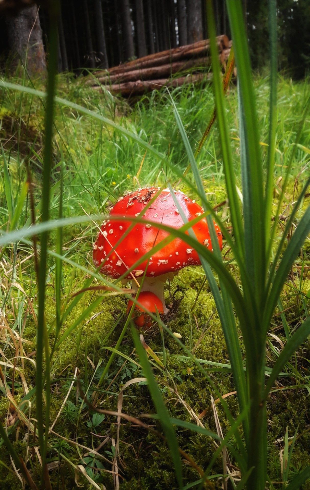 NEPOUŽÍVAT !!! Fotosoutěž houby 2017
