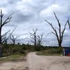 Stromy zničené tornádem - Česko, Morava
