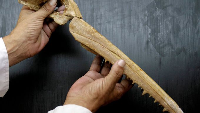 V Peru nalezli fosílii opeřence starou 10 milionů let
