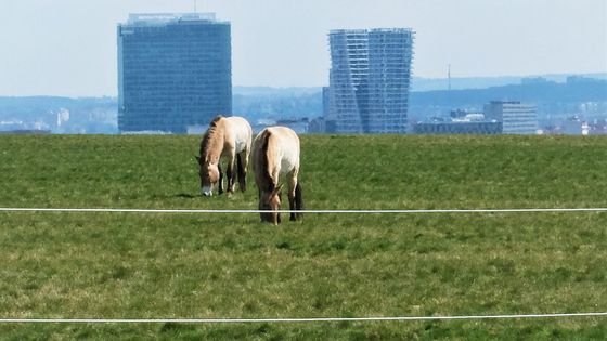 Dívčí hrady chtěli developeři i univerzita. Dnes se na pozemcích v Praze pasou koně