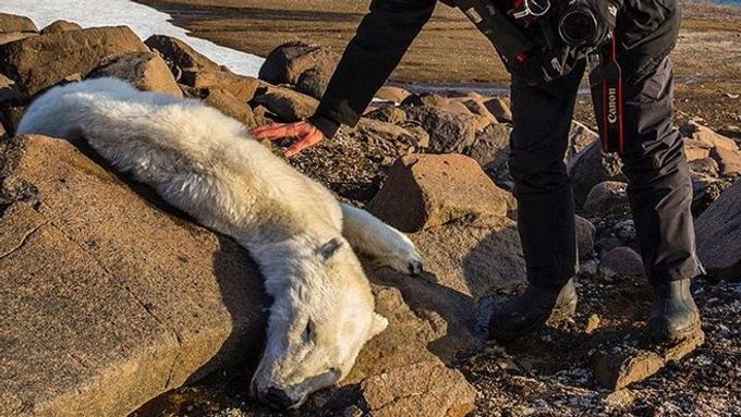 Na globální oteplování doplácejí lidé, ale především příroda a v ní žijící tvorové. Medvěd lední je ohrožen neustále se zmenšující rozlohou svého přirozeného prostředí. Tím je zamrzlé arktické moře.