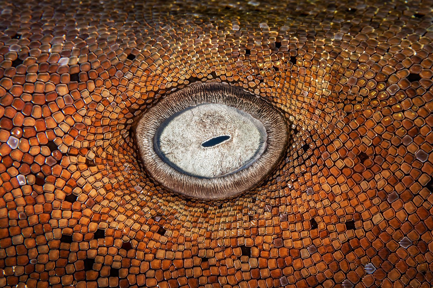 Vítězné fotografie ze soutěže Underwater Photographer of the Year 2023