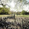 Podzim, krmení holubů v parku, důchod