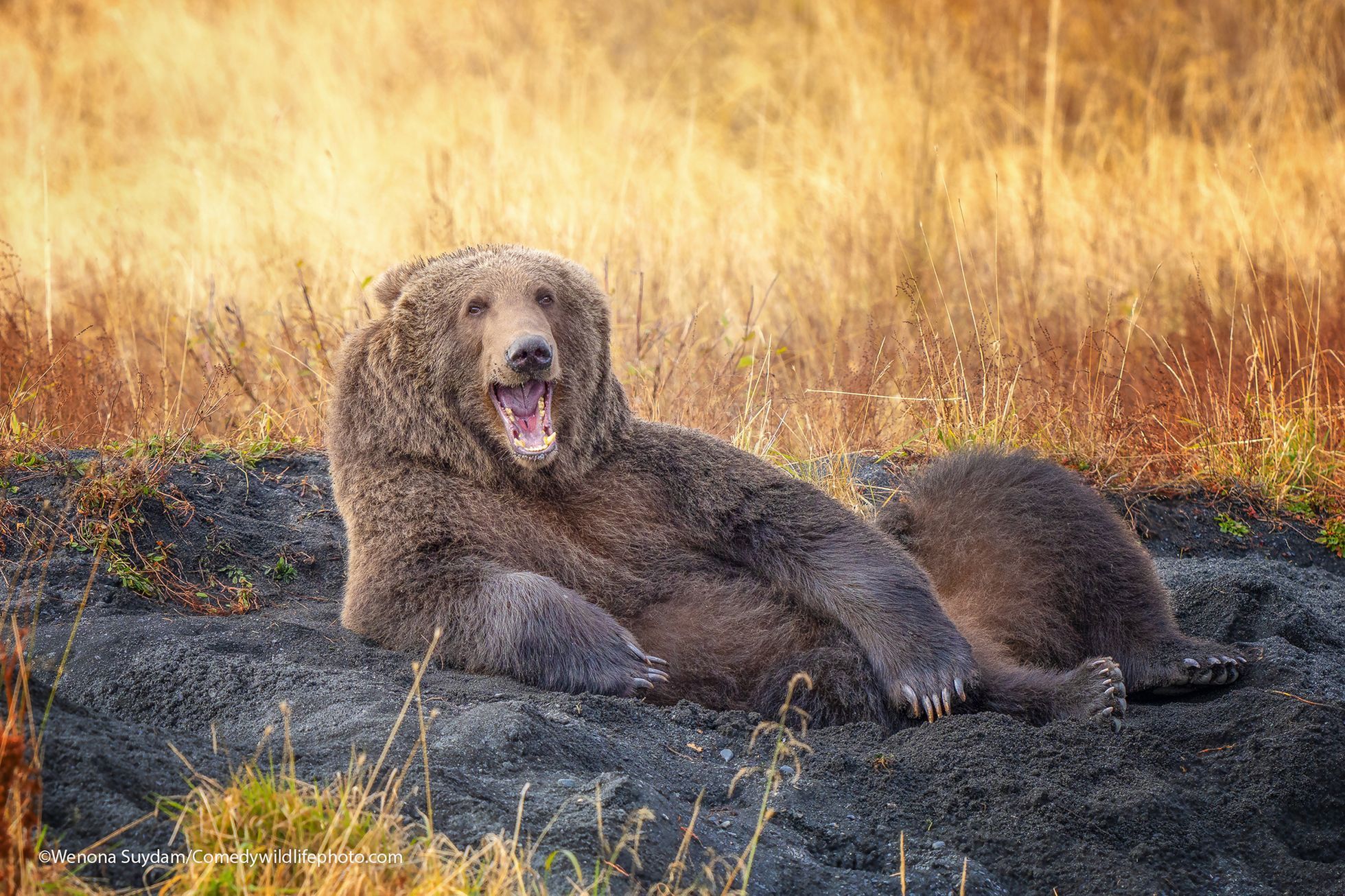 Finalisté fotografické soutěže Comedy Wildlife Photography Awards 2021