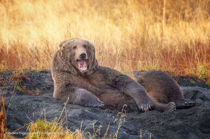 Finalisté fotografické soutěže Comedy Wildlife Photography Awards 2021