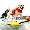USA, Kalifornie, pes, surfing, mistrovství