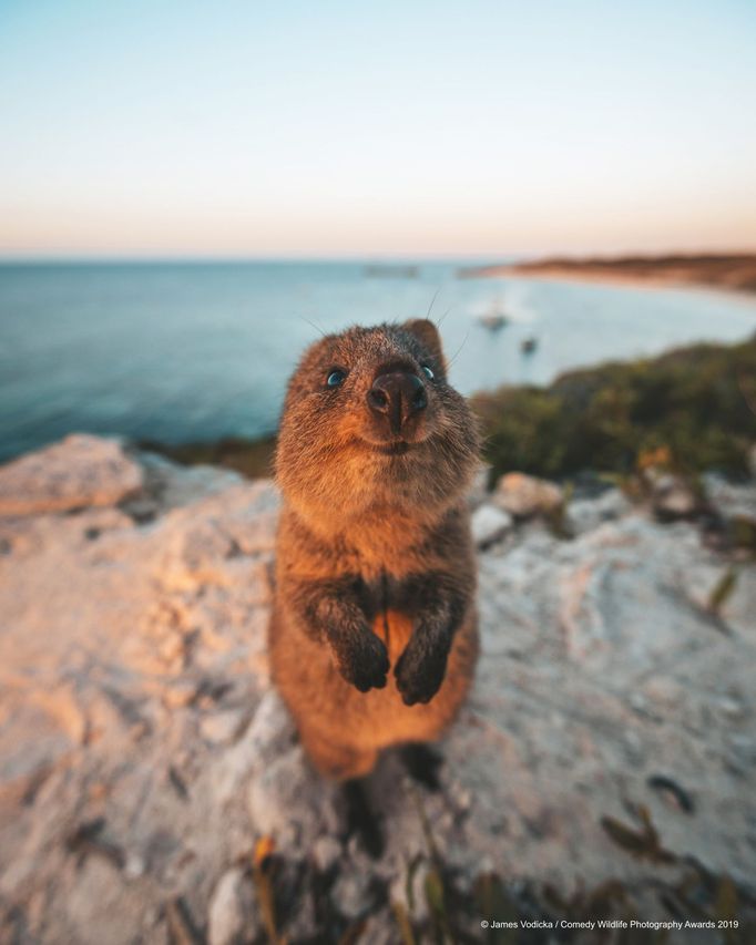 Finalisté soutěže Comedy Wildlife Photography Awards 2019