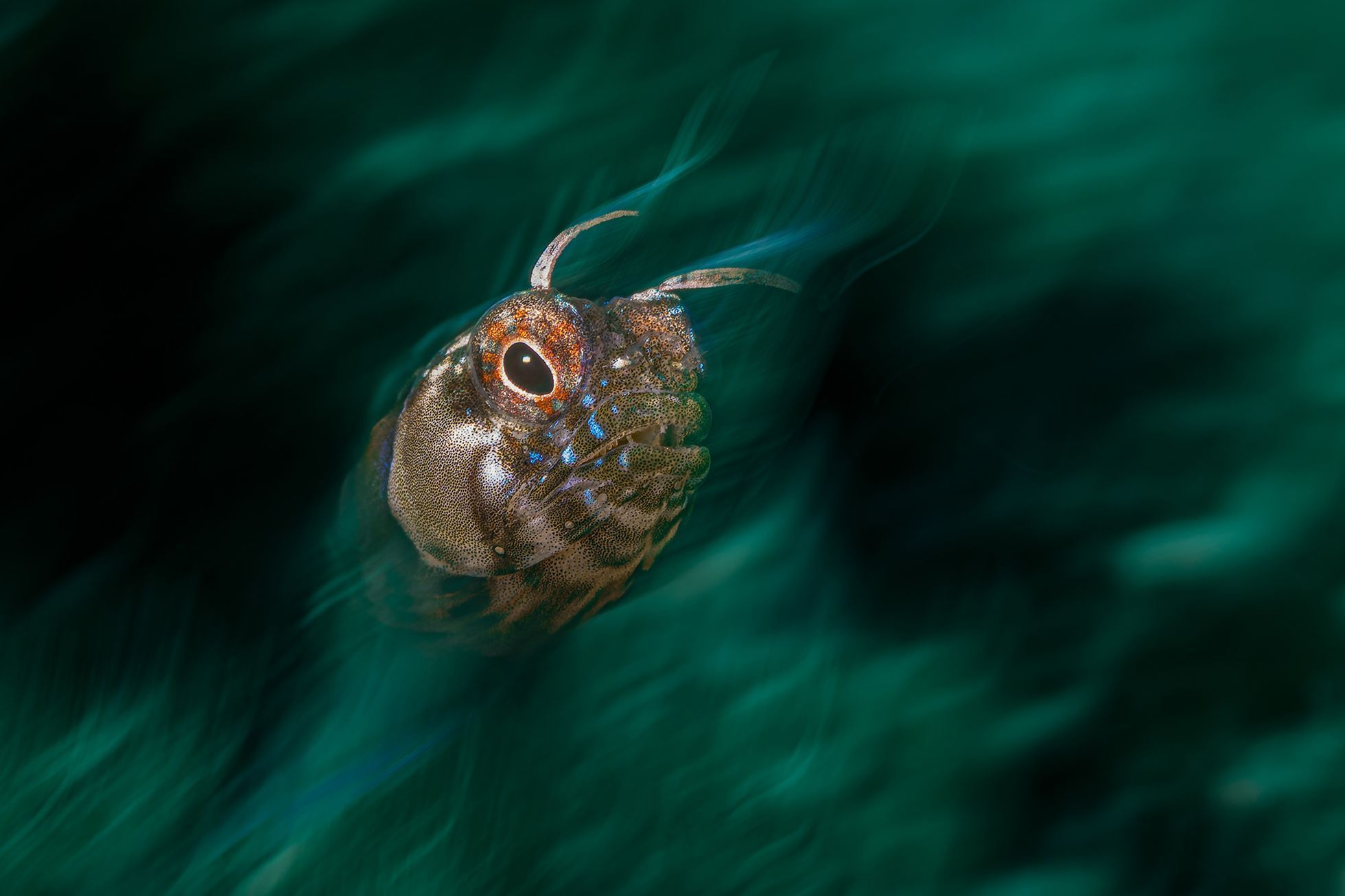 Vítězové fotografické soutěže Underwater Photographer of the Year 2022