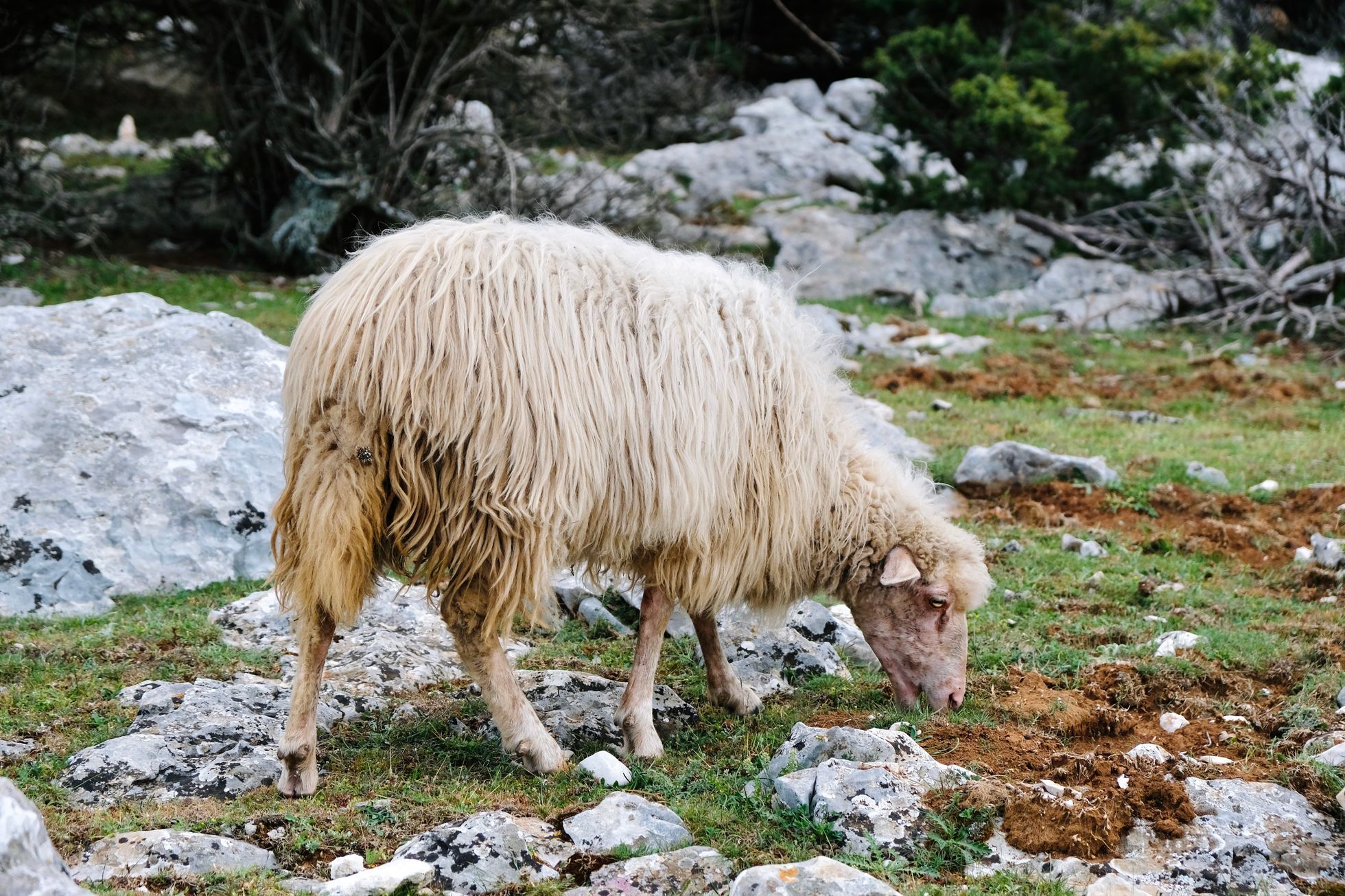 Chorvatsko - ostrov Brač