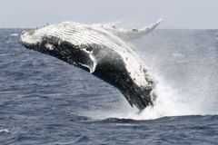 Austrálie zakázala Japonsku lovit velryby v Antarktidě
