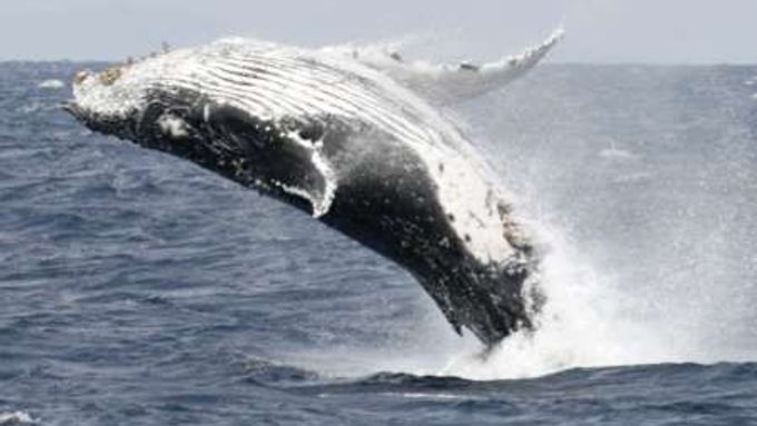 Velryby - věčný spor Japonska se zbytkem světa. Ilustrační fotografie.
