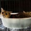 Fotogalerie / Tak pracuje spasitel opuštěných koček v japonské Fukušimě