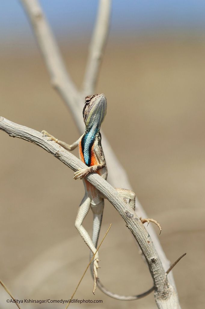 Finalisté fotografické soutěže Comedy Wildlife Photography Awards 2021