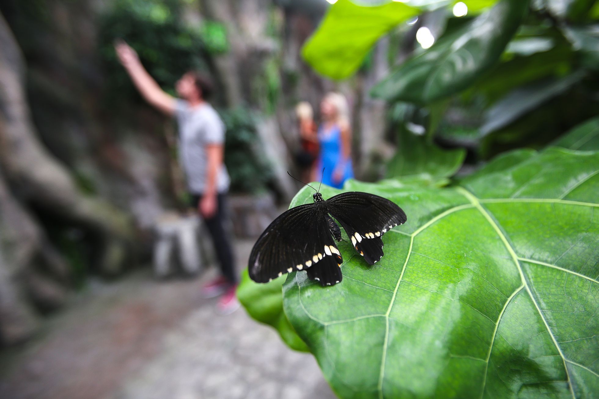 Motýlí dům v Praze v hračkářství Hamleys