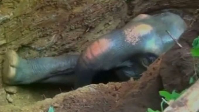 Lesníci v jihoindickém státě Kerala po pěti hodinách zachránili šestiletého slona, který spadl do nepoužívané studny. Místní vesničané si ale na divoká zvířata stěžují. Ničí prý úrodu a ohrožují lidi.