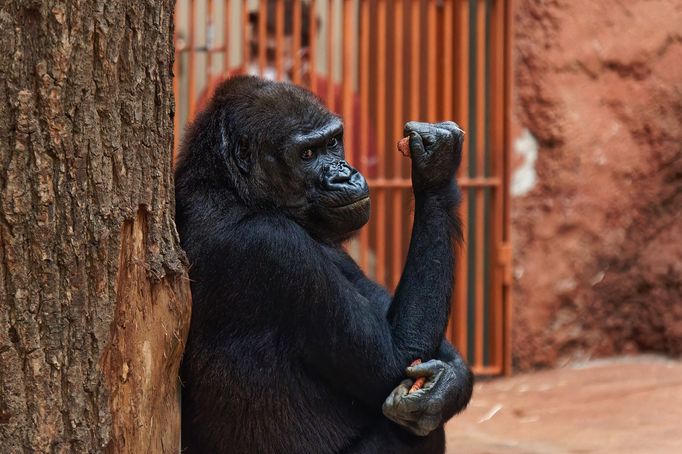 Zoo Praha, nový pavilon goril (Rezervace DJA, gorily a střední Afrika)