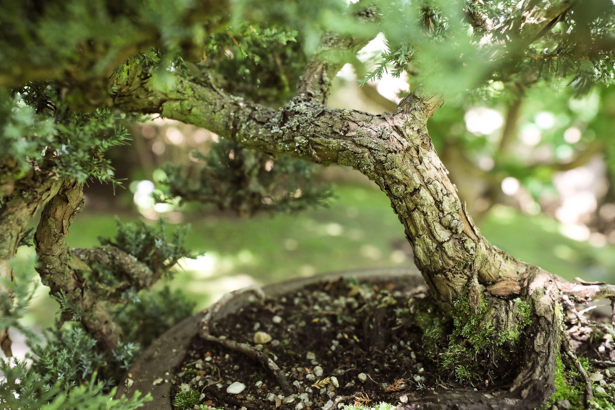 Nejlepší české bonsaje - výstava, Botanická zahrada