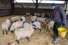 Farmář vezl ovce na jatka, nakonec je zachránil a dal do útulku. Teď pěstuje zeleninu