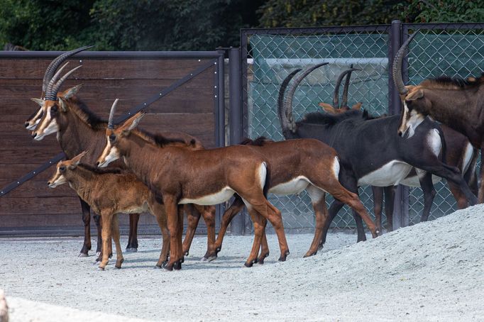 Zoo Dvůr Králové otevřela expozici o jihozápadní Africe zvanou West Cape.